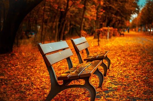 Empty park bench surrounded by fallen autumn leaves on a tree-lined path.