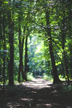 Narrow dirt trail winding through lush green forest, natural archway of intertwining trees and dappled sunlight. Explore at your own pace.